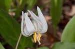 White troutlily <BR>White fawnlily